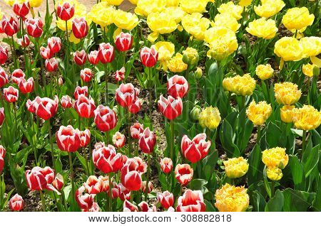 Red-white And Yellow Terry With Fringed Tulips In A Group Planting.