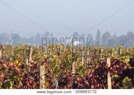 Vineyards In The Early Morning After Fog. Bushes With Red And Green Leaves. In The Distance, The Roo