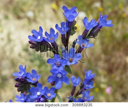 Close-up Of Blooming Blue Flowers Anchusa, Also Known As Bugloss. Cappadocia, Turkey.