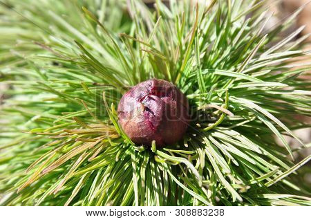 Perennial Shrub Peony (paenia). Bud Close Up. Spring.
