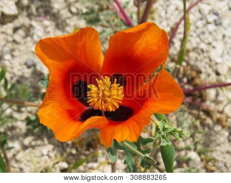 Glaucium Corniculatum. Closeup Of A Red Horned-poppy Flower Bud. Cappadocia, Turkey