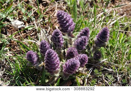 Violet Flowers In The Form Of Cones Grow In The Mountains In The Spring. Wildflowers, Primroses.