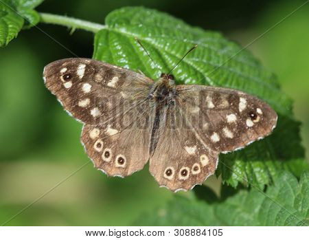 Speckled Wood Butterfly (pararge Aegeria), Sitting On A Leaf