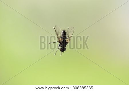 A Macro Shot Of Fly Standing On Glass Window With Green Blurry Background.