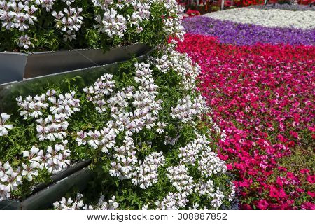 Konya / Turkey, June 7, 2019, Konya Selcuklu Flower Park (cicek Park)