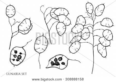 Vector Set Of Hand Drawn Black And White Lunaria Stock Illustration