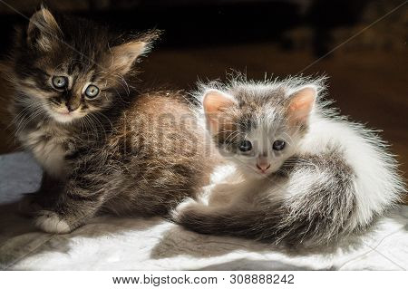 Two Little Fluffy Cats, Motley Color, Sit Together On The Floor In The Sun.