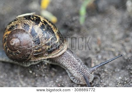 Close Up Of Garden Snail  On Ground