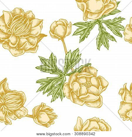 Seamless Pattern With Hand Drawn Pastel Globeflower Stock Illustration