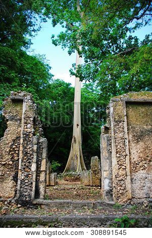 View Of The Gedi Ruins, Close To Mombasa, Kenya
