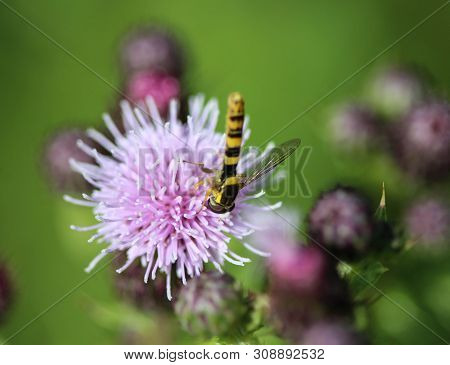 Close Up Of Sphaerophoria Hoverfly Scripta Flower