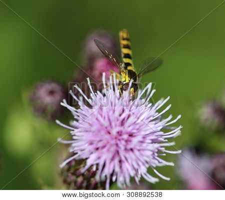 Close Up Of Sphaerophoria Hoverfly Scripta Flower