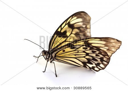 leuconoe คิดแยกต่างหากปิดค่า