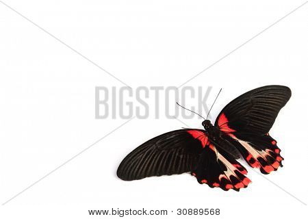 Papilio rumanzovia  isolated on white