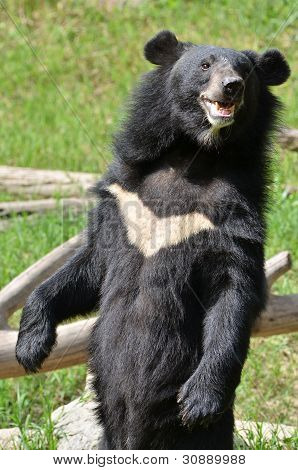 To je asijský černý medvěd v zoo