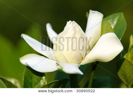 Gardenia Blume