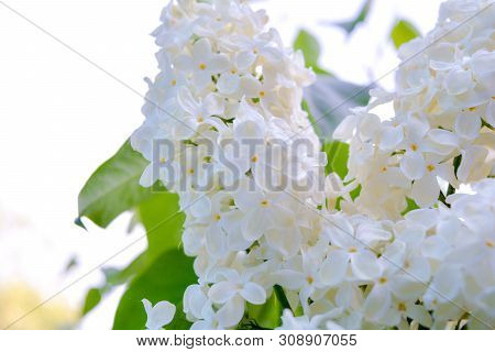 White Lilac Shrub Flowers Blooming In Spring Garden. Common Lilac Syringa Vulgaris Bush. Close-up Wi
