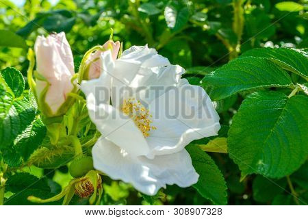 Closeup Of White Dogrose Or Briar Flower With Soft Focus. Macro View Of Flowering Rose Hips Of Briar