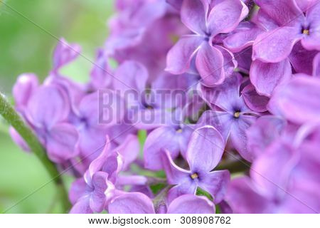 Lilac Shrub Flowers Blooming In Spring Garden. Common Lilac Syringa Vulgaris Bush. Close-up With Sof