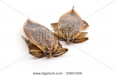 inseto gigante de água isolado no fundo branco
