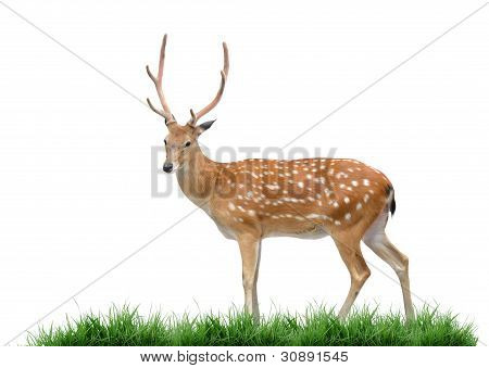 Cervo Sika maschio
