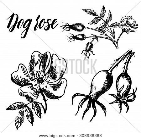 Dog Rose. Rosa Hugonis Ink Sketch. Set