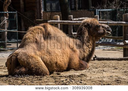 The Bactrian Camels, Camelus Bactrianus Is A Large, Even-toed Ungulate Native To The Steppes Of Cent