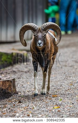 The European Mouflon, Ovis Orientalis Musimon Is The Westernmost And Smallest Sub-species Of Mouflon