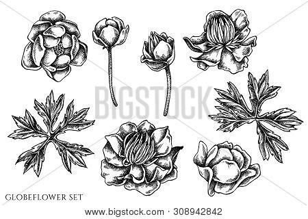 Vector Set Of Hand Drawn Black And White Globeflower Stock Illustration