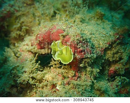 Closeup And Macro Shot Of The Nudibranch Chromodorididae Golden Noumea During A Leisure Dive In Tunk