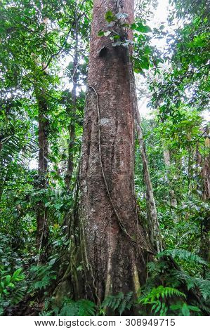 Amazon Forest In The Madidi National Park, Bolivia