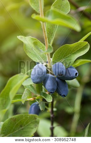 Fresh Ripe Blue Honeysuckle Berries On The Branch. Selective Focus. Haskap Berry Bush. Rendered Imag