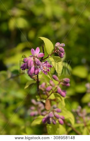 Deutzia Strawberry Fields - Latin Name - Deutzia X Hybrida Strawberry Fields