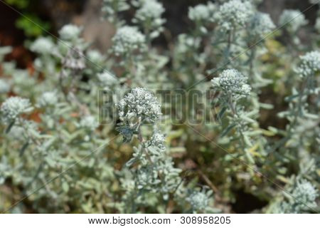 Poley Germander - Latin Name - Teucrium Polium