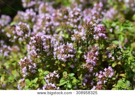 Larger Wild Thyme Flowers - Latin Name - Thymus Pulegioides