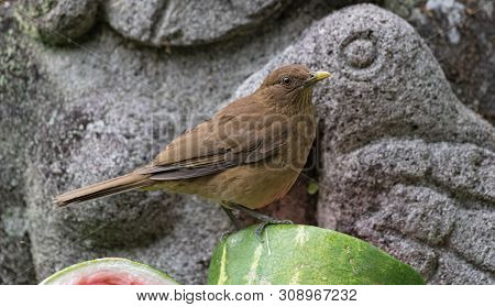 Clay Colored Thrush Sits On A Sliced Melon