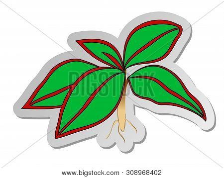 Vector Illustration, Sticker Of Green With Red Strips Aglaonema Hoseplant In Flat Cartoon Style Isol