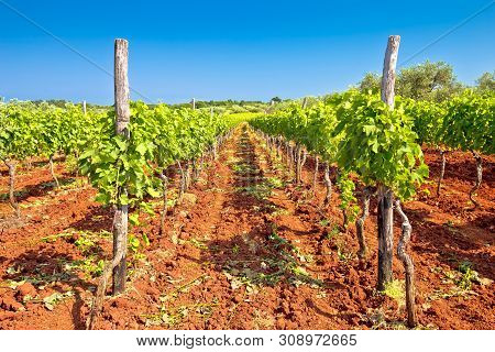 Red Dirt Istrian Vineyard And Green Landscape View, Istria Region Of Croatia