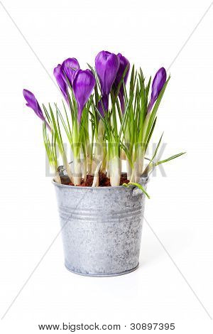 Crocus purppuranpunaiset Zink potin
