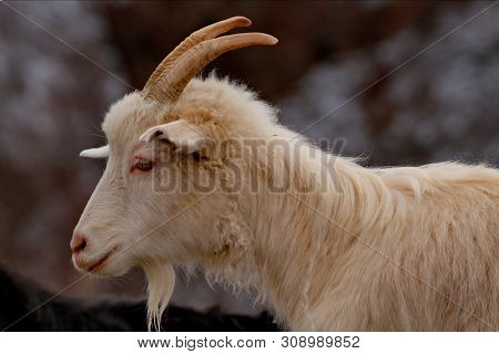Russia. Mountain Altai. Goats Angora And Altai Breed On Snow-covered Mountain Steppes.