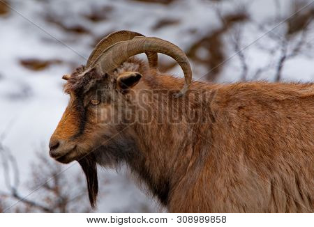 Russia. Mountain Altai. Goats Angora And Altai Breed On Snow-covered Mountain Steppes.