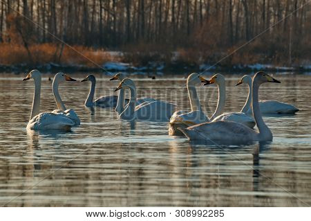 Russia. Altai Territory. Protected Freezing Lake Near The Village Of Harvest In Which Live Year-roun