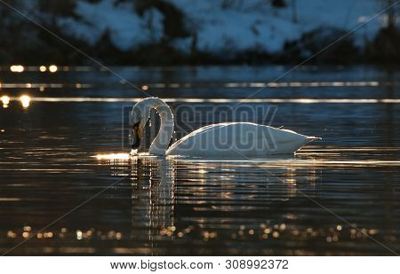 Russia. Altai Territory. Protected Freezing Lake Near The Village Of Harvest In Which Live Year-roun