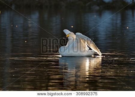 Russia. Altai Territory. Protected Freezing Lake Near The Village Of Harvest In Which Live Year-roun