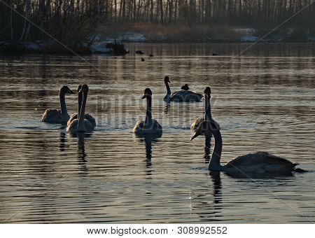 Russia. Altai Territory. Protected Freezing Lake Near The Village Of Harvest In Which Live Year-roun