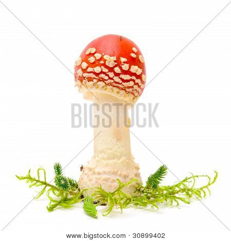 Fly Agaric