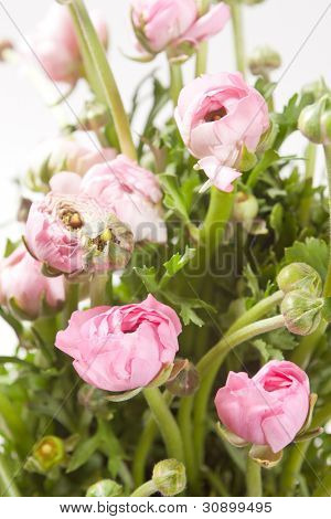 Ranuncolo rosa