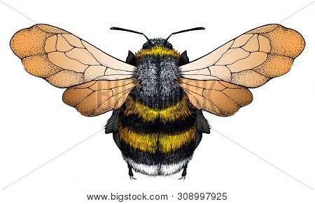 Honey Bee Tattoo. Bee With Transparent Wings. Dotwork Tattoo. Symbol Of Diligence, Economy, Purity, 