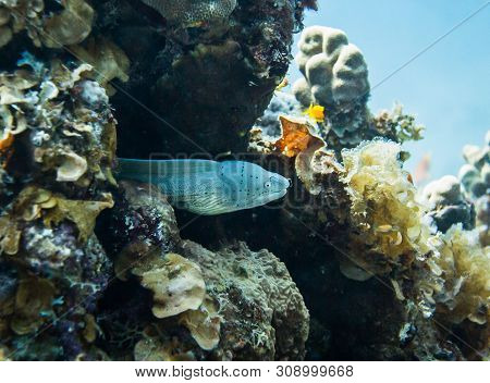 White Muraena. Colourful Marine Life In Red Sea, Egypt, Dahab.