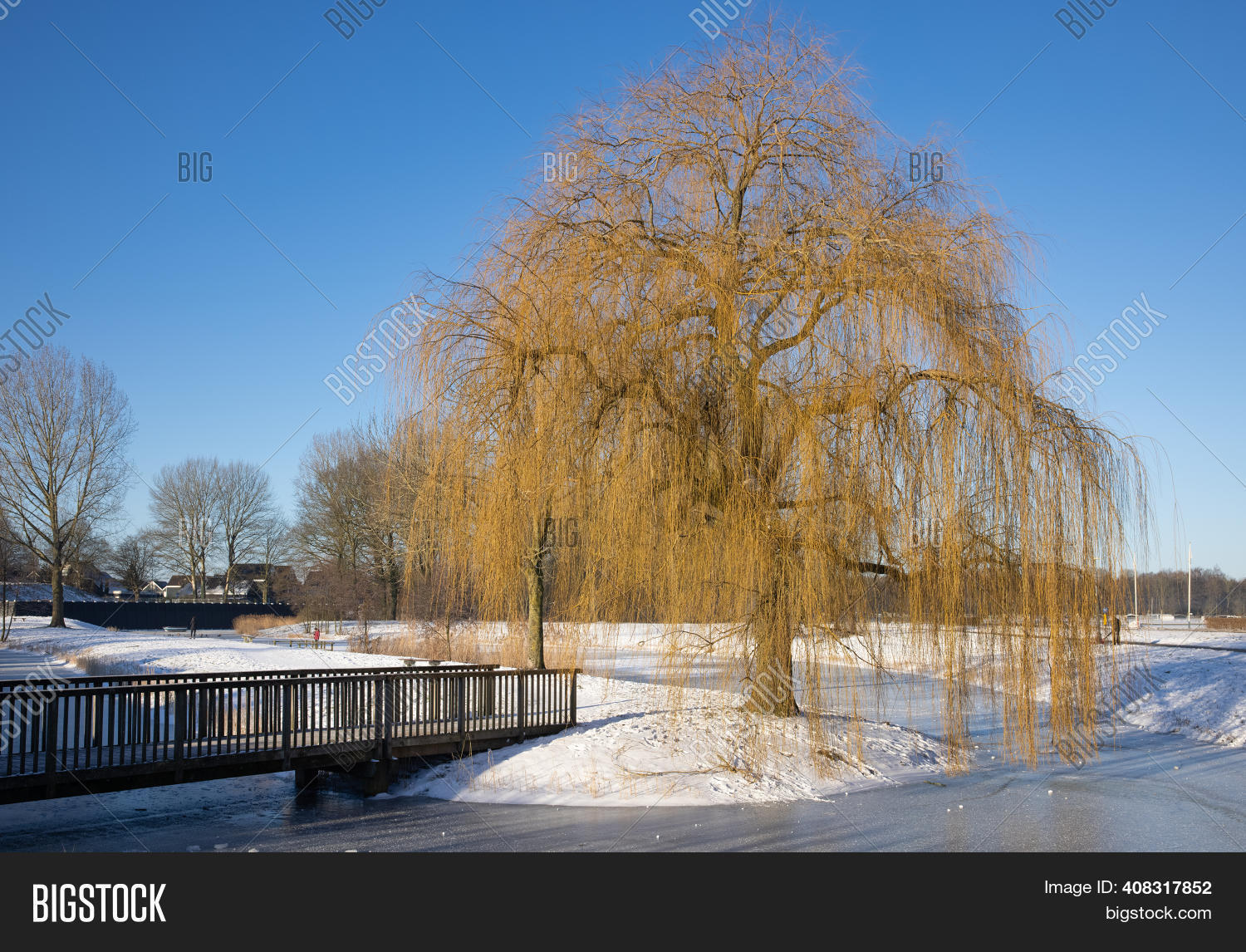 The Willows In Winter